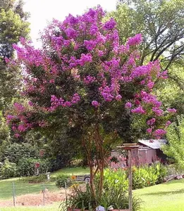 PeavyTailor 120 Seeds Lagerstroemia Indica Crepe Myrtle Trees Red Rocket Mix Color