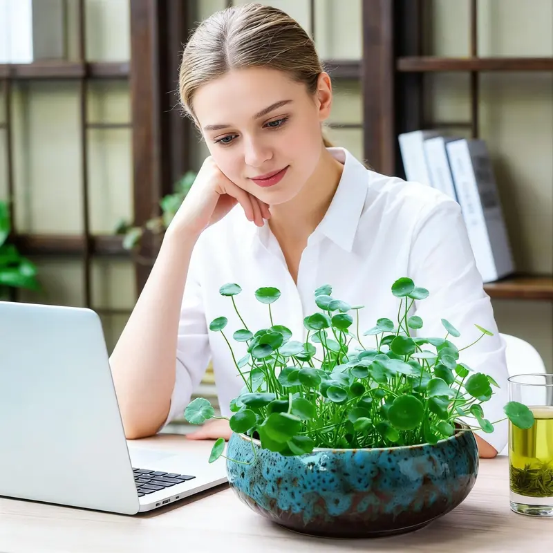 shallow bowl plant pots - TikTok Shop