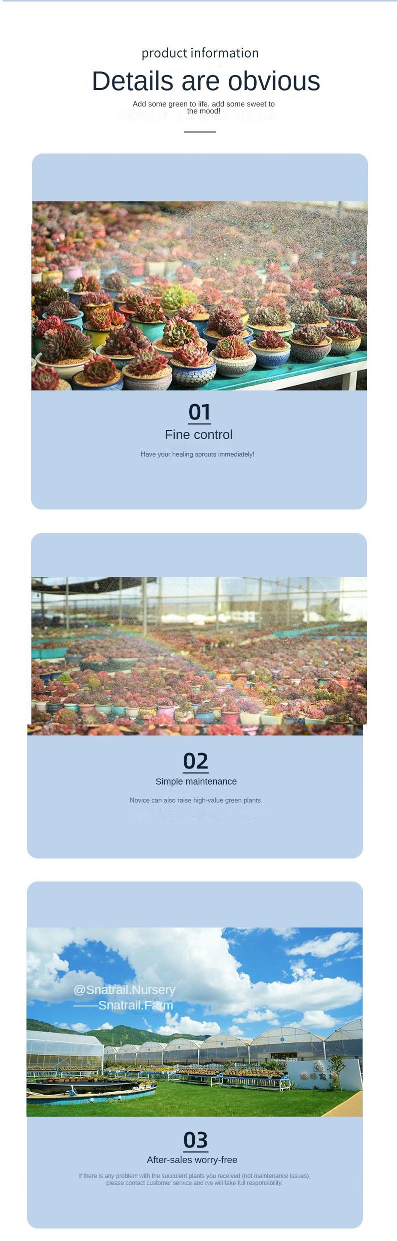 9” Rare Indoor Aeonium new varieties Succulent live Plants Collection For  gift