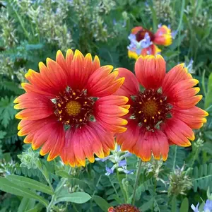 100 Gaillardia Flower Seeds – Bright Blanket Flowers for Easy-Grow Summer Color