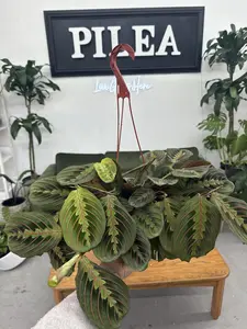 Red Maranta – 6" Prayer Plant with Striking Red Veins and Pet-Safe Personality