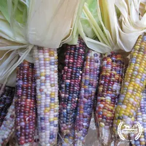 Corn Seeds - Popcorn - Glass Gem (Organic)