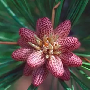30 Seeds Ponderosa Pine Tree Seeds for Planting - Western Yellow Pine