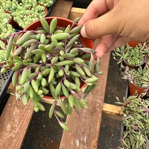 4” ruby’s necklace plant succulent