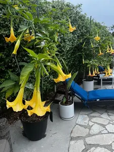 Angels Trumpet Yellow Brugmansia Tree/ Plant / Rooted Cutting
