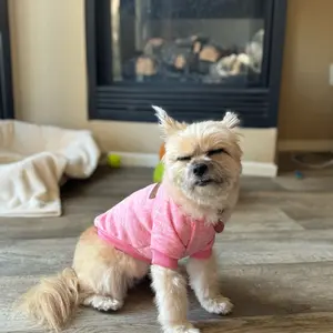 Puppy Sweater