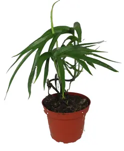 Amydrium Zippelianum - Epipremnopsis magnifica- 4" Pot