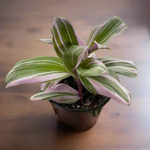 Tradescantia 'Nanouk'