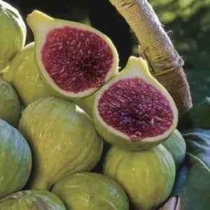 Ischia Fig Plant - Ficus carica - Live Well Rooted STARTER Plant in pot 3" to 6" tall.