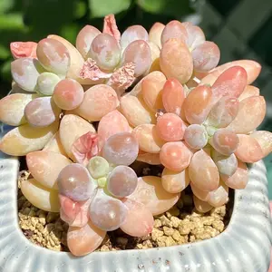 Pachyphytum ”Pink Lover” Cluster Rare Succulent