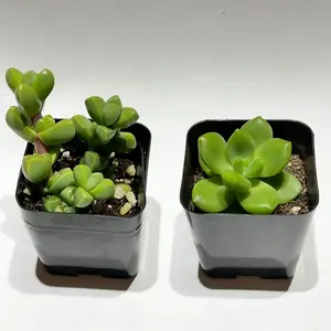 2 Inch Collector's Textural Ground Cover Combo Ice Plant Geometric Growth and Sedum Alice Evans Unique Growth Habit Pair for Specialty Gardens