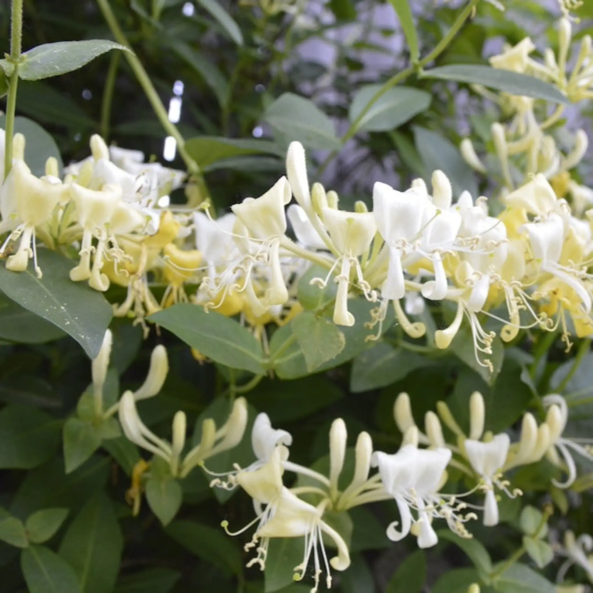 Scentsation Honeysuckle, Outdoor Garden Decorative Easy-Grow Vine Form Flowering Plant for Home Improvement