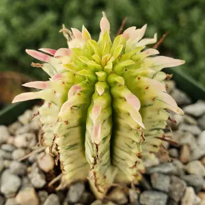 Euphorbia mammillaris variegata yellow 'Corn on the Cob'