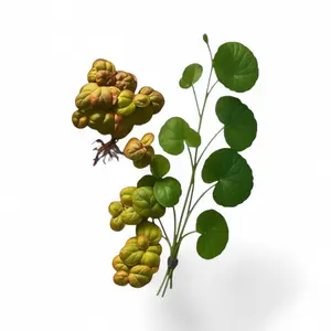 Red Root Floater + Pennywort Combo – Live Aquarium Plants