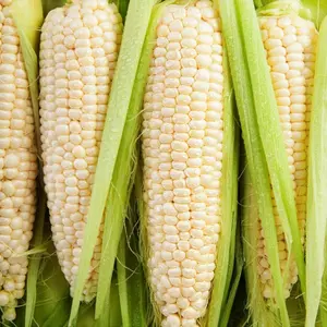 TomorrowSeeds - Silver Queen White Sweet Corn Seeds -  Untreated Hybrid Shoepeg King Early Harvest Blanco Elote Vegetable Seed for 2024 Season