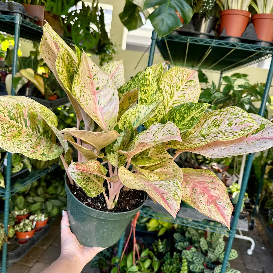 buy elephant ears plant Buy Elephant Ear Plants & Trees Online