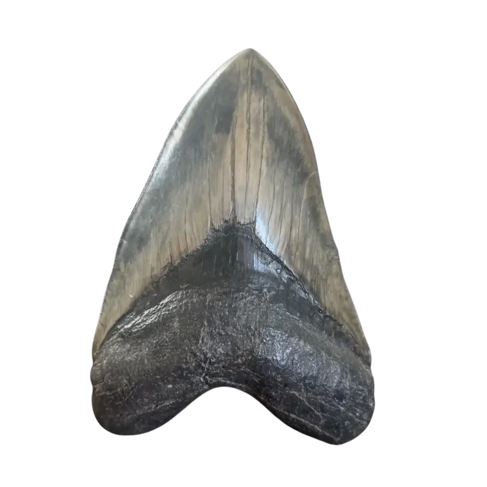 Megalodon Shark Tooth | 6 1/8 Inches