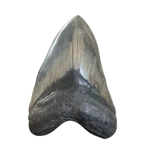 Megalodon Shark Tooth | 6 1/8 Inches