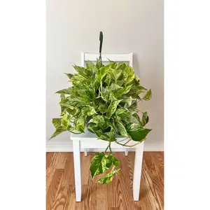 8" Pothos Marble Queen