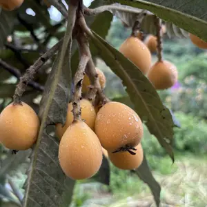 Live loquat seedlings, healthy fruit trees, suitable for indoor and outdoor gardens, easy to plant and simple to care for