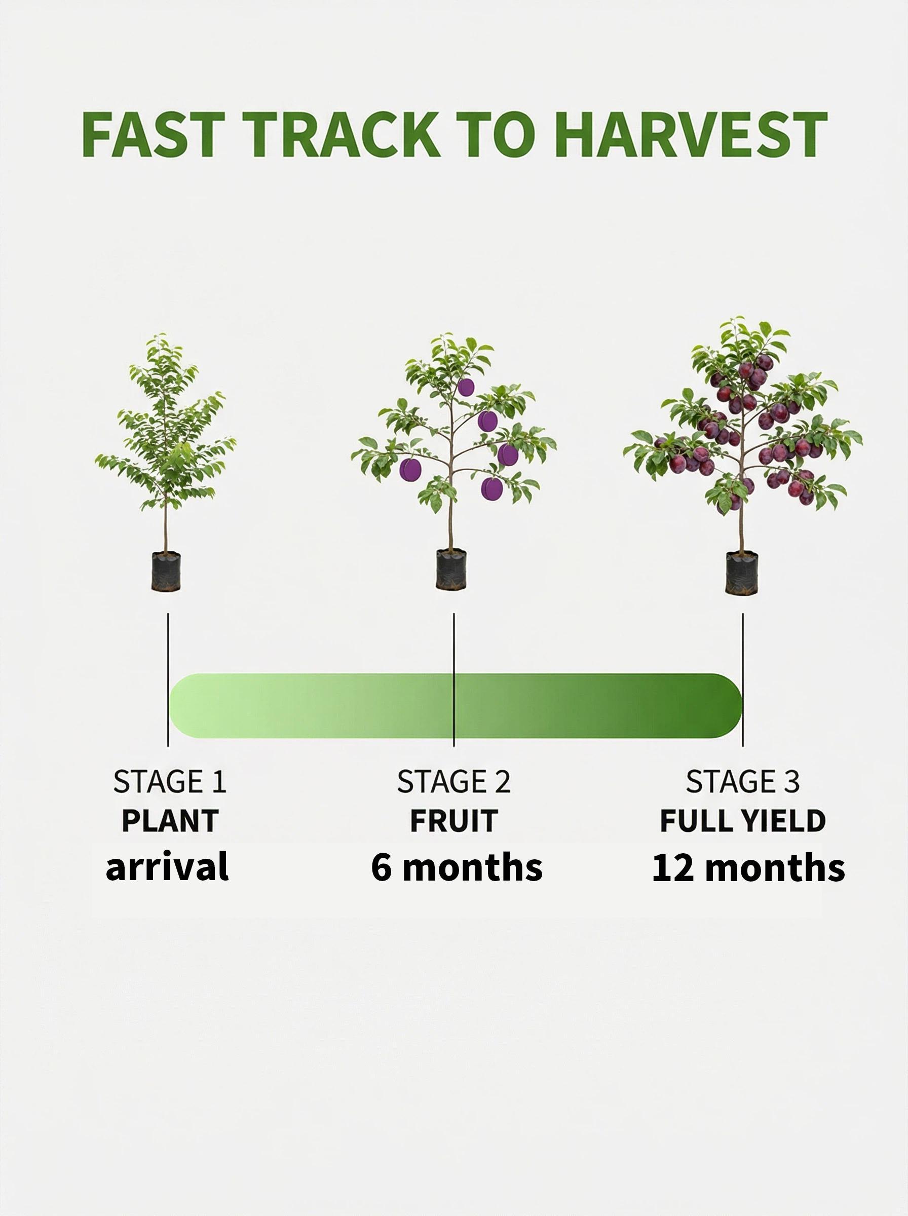 Live Exclusive Heirloom Non-GMO Grafted Plum Tree Sapling – Live Perennial Fruit Tree for Outdoor Garden & Backyard Planting