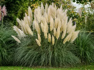Pampas Grass Seeds For Planting, Flower Seeds To Plant Outside Heirloom Non-GMO, 1000+ Seeds