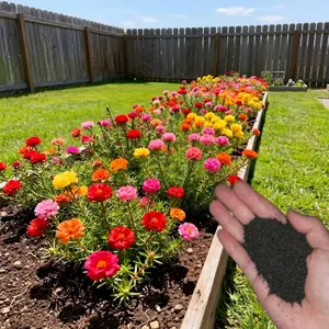 10,000 Portulaca Seeds - Double-flowered Moss Rose Annual Perennial Flower Seeds for Planting Outdoors Non GMO Mixed Colors Large Blooms Attract Pollinators Easy to Grow All Seasons
