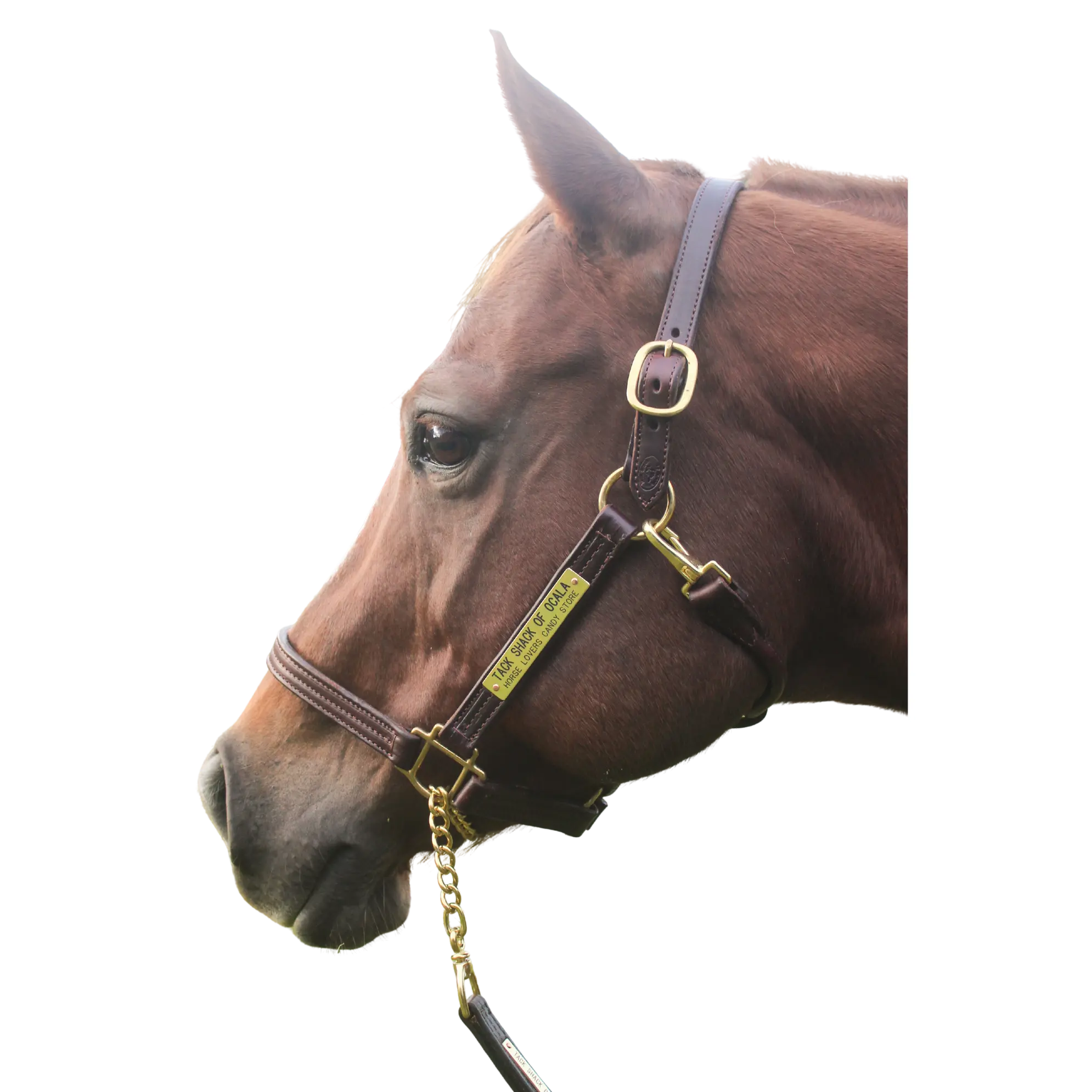 TS Sale/Show Leather Halter with Snap