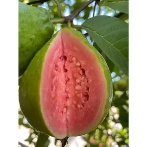100 Seeds Guava Psidium Guajava Tree Seeds Non-GMO Guayaba Seeds for Planting White Tropical Fruit Seeds