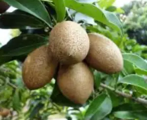 Mamey sapote, Magana in half gallon pot