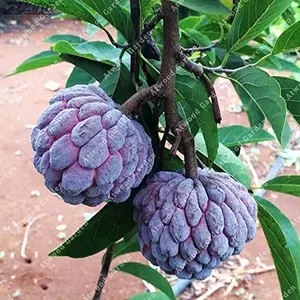 Big Exotic red Sugar apple Tree (Annona squamosa) Árbol de annona squamosa Live Fruit tree (2-3ft) anon rojo plant