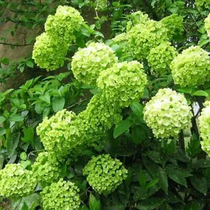 5 Lime light Hydrangea Seeds – Premium Flower Seeds for Garden Fruit Plant & Patio Decor, Fast-Growing Perennial Hydrangea Seeds, Elegant Lime Green to Pink Blooms, Ideal for Landscaping, Events & Pot Planting, Decorative Wedding Ornaments Fruit
