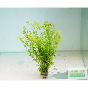 Rotala Rotundifolia Green Plant Rotala Rotundifolia Green Plant