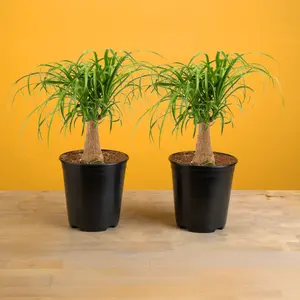 Ponytail Palm | medium