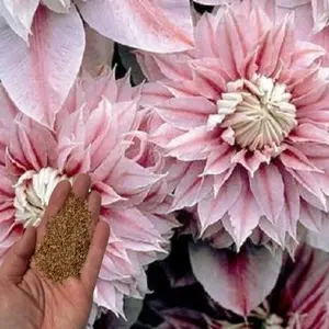 Green River Double Light Pink Clematis Seeds - 50 Premium Seeds for Gardening, Vertical Garden Climbing Vine, Perennial Flower Seeds for Trellis, Fences & Arches, Pink Clematis Seeds, Cottage Garden Plants, Non-GMO