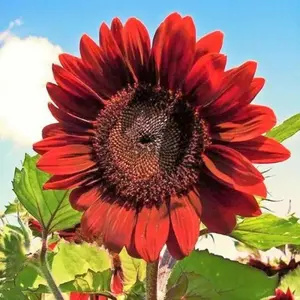 50pcs/Pack - Velvet Queen Sunflower Seeds - Big Red Blooms With Rouge Burgundy Maroon Garden Charm Also Beautifies Your Garden: Easy-To-Grow Flower Seeds, Suitable For Pots, Hanging Baskets, And Garden Beds; Attracts Pollinating Insects