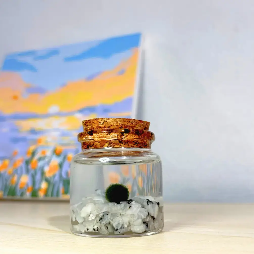 Small Moss Ball Terrarium with Moonstone Crystals, 2" Height, 2" Diameter, 2 oz, Decorative Nature Plant Pet, Home Decor, Made in USA, Zebra Mussel-Free