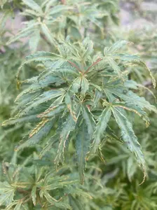 Acer palmatum 'Lily pad' Variegated Dwarf Japanese Maple