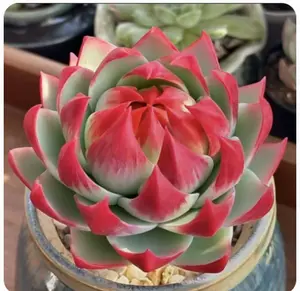 Live Echeveria 'Jinghong Fairy' Rosette Succulent Plant, Rare Vibrant Red-Tipped Green Gradient Indoor Houseplant, Fully Rooted Low Maintenance Drought Tolerant Succulent, Air Purifying Pet-Safe Non-Toxic Plant for Home, Office & Desk Decor,