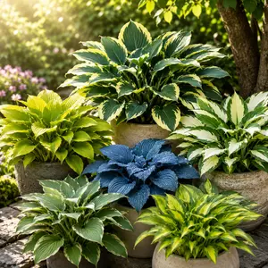 【B2G1 FREE】200 Pcs Premium Mixed Hosta Flower Seeds - Shade-Loving, Low-Maintenance Perennial Plants for Garden Walkways, Flowerbeds, Mixed Hosta Seeds
