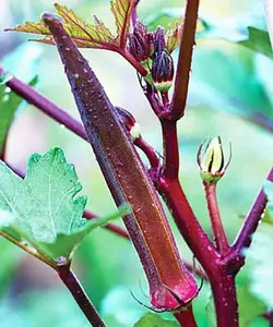 50+ Red Burgundy Okra Seeds(Abelmoschus Esculentus) Fresh Vegetable Seeds USA