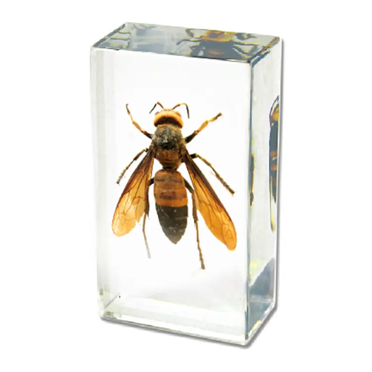 Real Wasp Paperweight