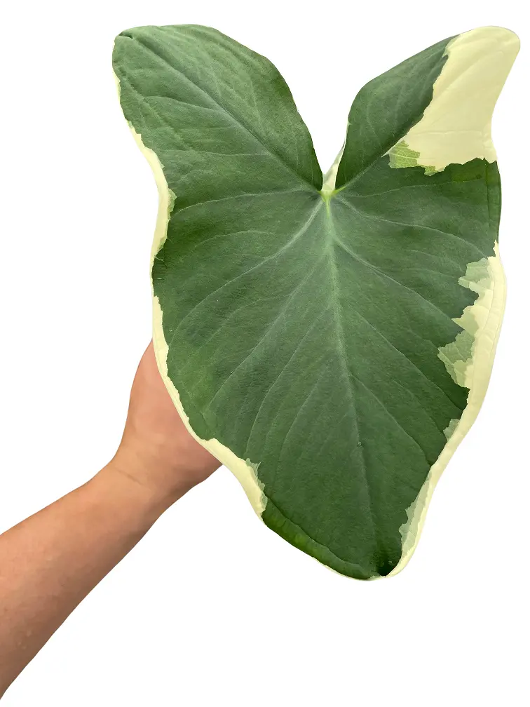 Alocasia Mickey Mouse -   6 '' Pot