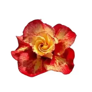 Green River 4 Pcs Orange Red Desert Rose Seeds - Exotic Succulent Flower Seed Pack for Indoor Pots & Outdoor Landscaping Drought-Tolerant Perennial Blooms Vibrant Ornamental Plant for Home Garden Beauty