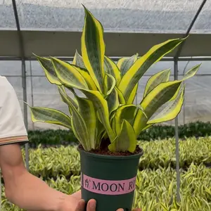 Snake Plant, Live Sansevieria Trifasciata, Low Maintenance Indoor Houseplant for Bedroom, Beginner Friendly Air Purifying Plant, Mother in Law‘s Tongue