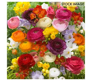 Van Zyverden Grand Freesia & Ranunculus Blend Set of 10 Bulbs
