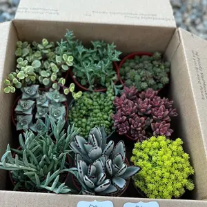 9 pack mystery assortment for beginners bedroom Sculpture