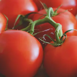 Heirloom New Yorker Tomato Seeds - Organic and Regenerative Gardening Seeds