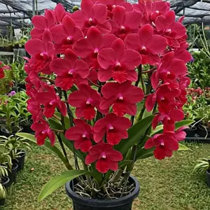 Phalaenopsis seeds, 89 seeds: a long-lasting and vibrant perennial flower suitable for indoor and outdoor potted display, adding stunning floral beauty