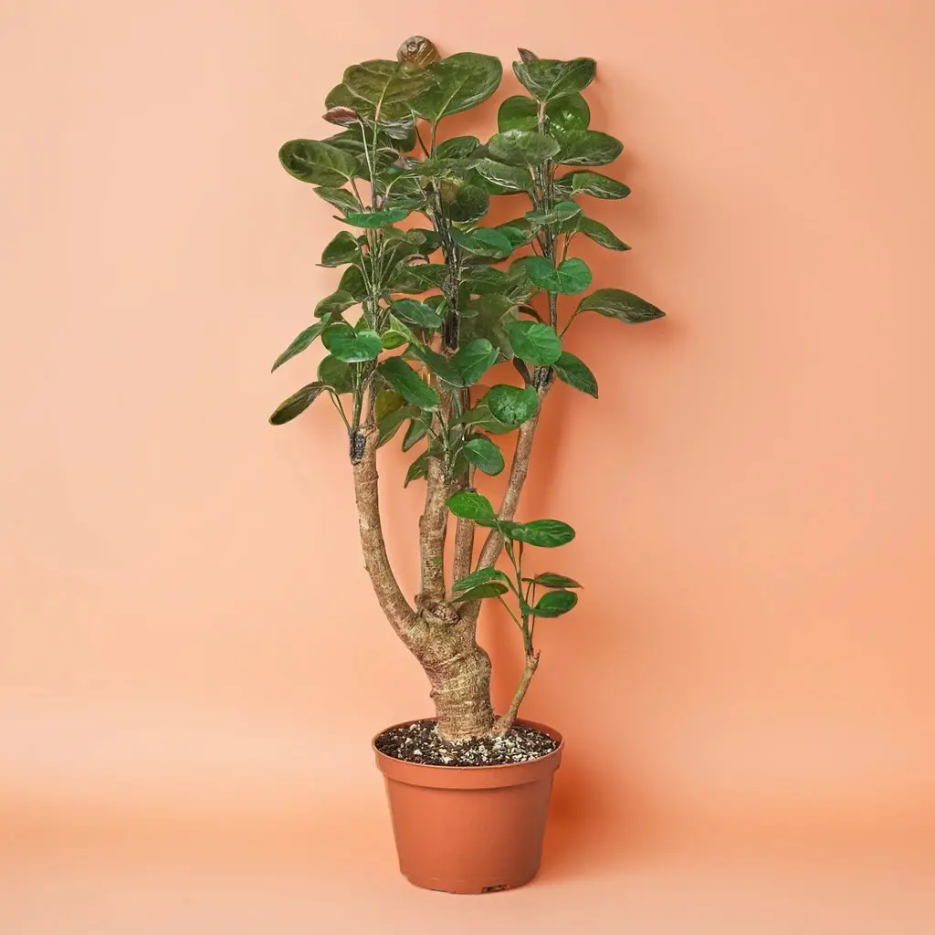 Aralia Fabian Stump ‘Polyscias Scutellaria’ - Indoor Live Plant, Large, Pet Friendly, Hard Wood Stem, Bright Light, Office Decor, Home Decor, Houseplant